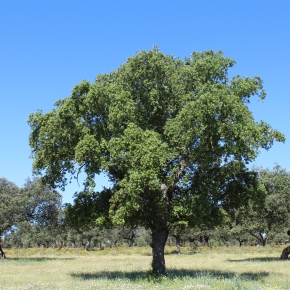 La importancia de los árboles aislados para la conservación de la biodiversidad