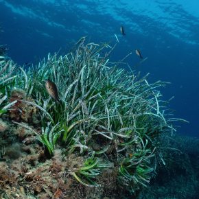 Las praderas submarinas retiran bacterias patógenas del ambiente