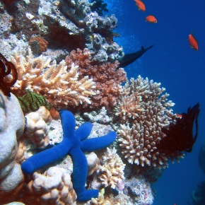 Las regiones con mayor biodiversidad marina son las más afectadas por pesca y cambio climático