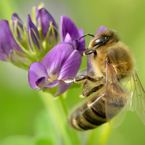 El uso de insecticidas daña a las abejas sin mejorar la producción agrícola