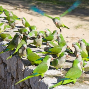 ¿Qué factores determinan el éxito en la invasión de aves exóticas?