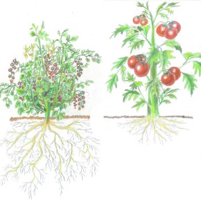 Estudiando la ecología y la domesticación de las plantas para mejorar la sostenibilidad agrícola