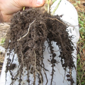 La disponibilidad de nutrientes reduce la erosión del suelo a través del desarrollo de las raíces