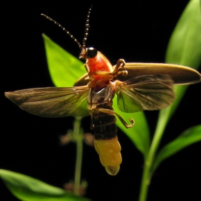 Coevolución: los murciélagos y el desarrollo de la bioluminiscencia en las luciérnagas