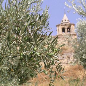 Ecología molecular para proteger a los olivos frente a Xylella fastidiosa