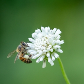 El uso de abejas domésticas para polinizar cultivos, ¿es miel todo lo que reluce?