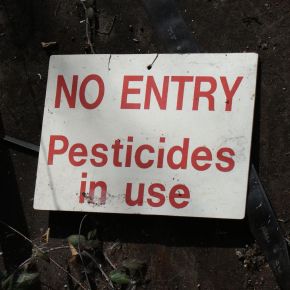 ¿Están los cultivos ecológicos realmente libres de insecticidas?