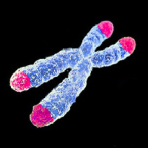 El estrés  disminuye la esperanza de vida: ¡nos lo dicen los cromosomas!