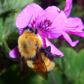 Los abejorros dañan las plantas para acelerar la floración