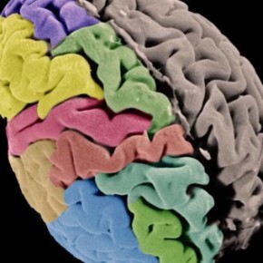 El córtex cerebral humano: ¿cómo influye la genética en nuestra capacidad de aprendizaje y adaptación?