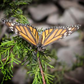 Copiar a la naturaleza no es fácil: las mariposas monarca criadas en cautividad no sobreviven a la migración