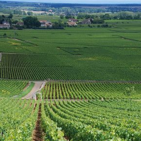 Los viñedos situados en paisajes naturales sufren menos plagas y requieren menos pesticidas