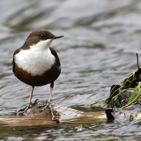 La biodiversidad invisible que mantiene a peces y aves carismáticas en los ríos